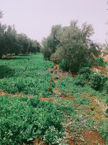Un hectare abrite une villa luxueuse entièrement équipée sur la route principale de كودرون