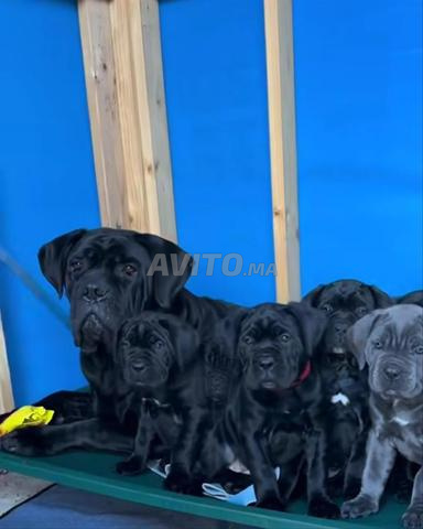 Chiots Cane Corso de grande taille