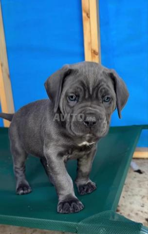 Chiots Cane Corso de grande taille - 2
