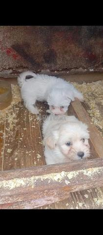 جراء bichon maltais صغير الحجم - 2