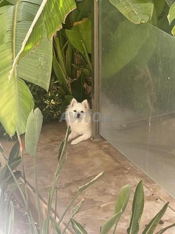 Joli spitz pomeranian de 7 mois - 2