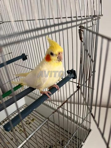 كالوبسيت لاتيونو - 2