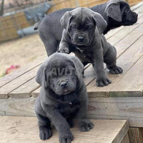 magnifique portée de cane Corso pedgree