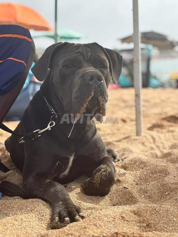 jeune mâle cane corso lignée professionnelle - 2