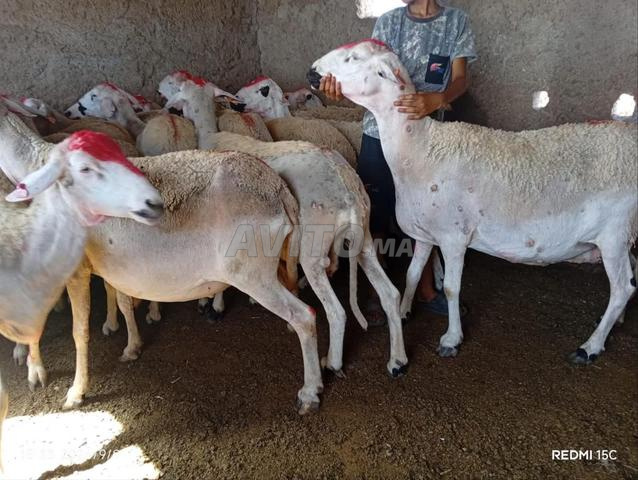 توجد 20 نعجة صردية جيدة للبيع بسعر مناسب