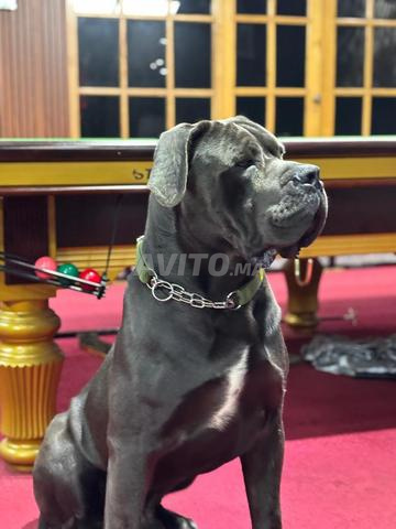 CANE CORSO ORIGINALE - 2