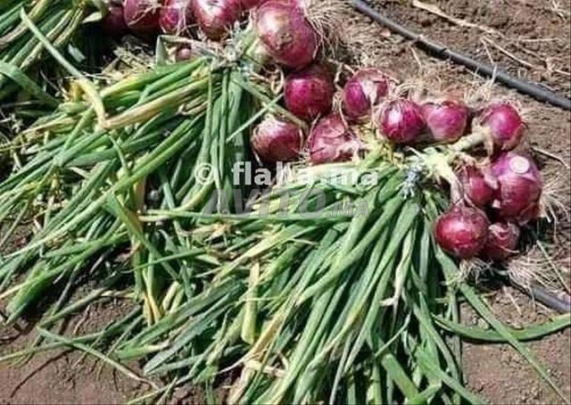 شتلات البصل الأحمر - 2