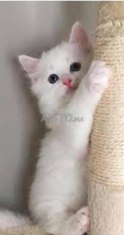 قطّ أنغورا صغير عمره 50 يومًا - 2