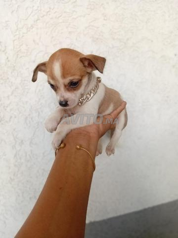 Chihuahua libre - 2
