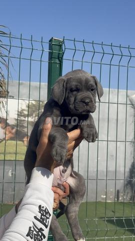 cane corso 33 يوماً - 2
