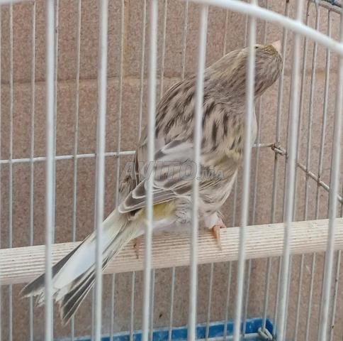 3 canaris femelles  femelle de canari - 2