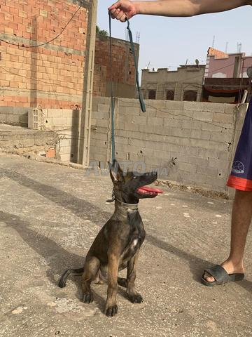 مالينوا 3 أشهر - 2