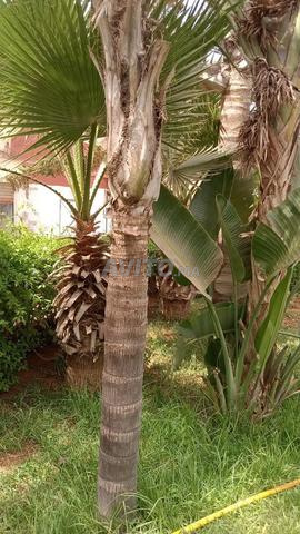 بيع نخيل في الدار البيضاء، المغرب - 2