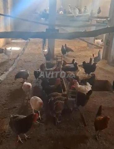 200 poules pondeuses d'un mélange de races libres à vendre à Bhalil, Sefrou