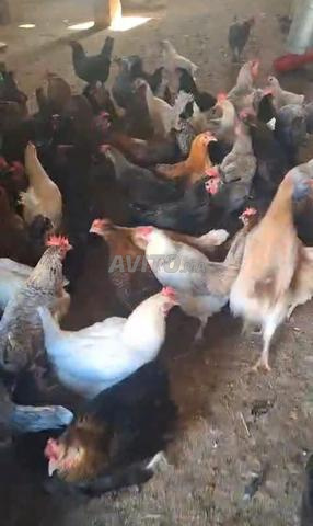 200 poules pondeuses d'un mélange de races libres à vendre à Bhalil, Sefrou - 2