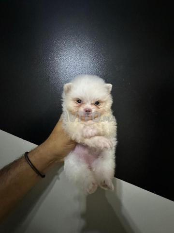 الجراء 🐶 سبتز جودة عالية جدًا - 2