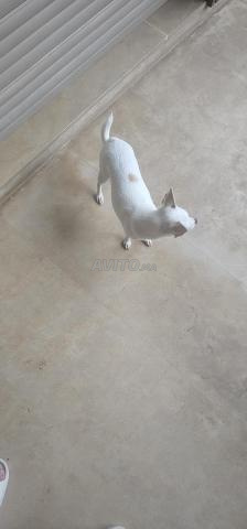 chihouahoua - 2