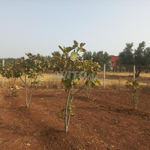 1 hectare haut de gamme