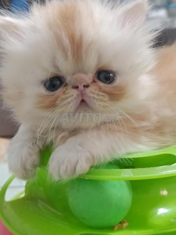 chaton persan race pur mâle - 2