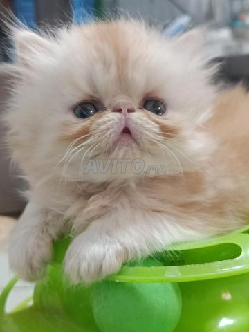 chaton persan race pur mâle