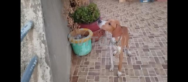 chien de chasse - 2