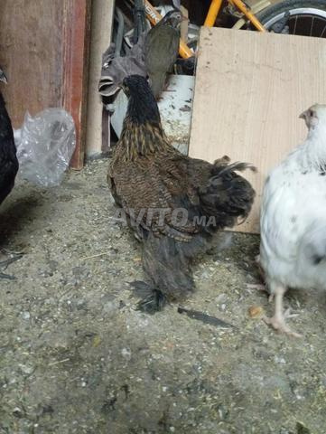 Poulet d'ornement - 2