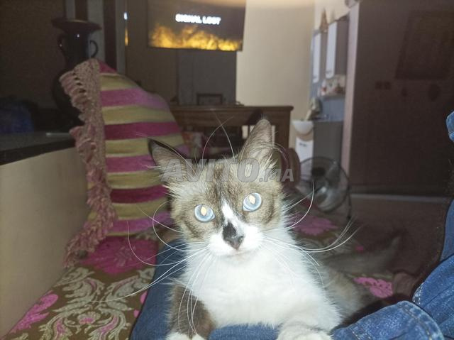 Chat Snowshoe