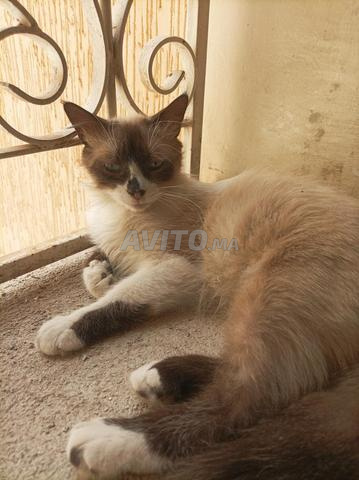 Chat Snowshoe - 2
