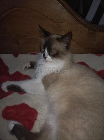 Chat Snowshoe - 2