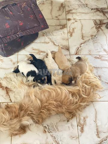 Chien 🐶 havanais - 2