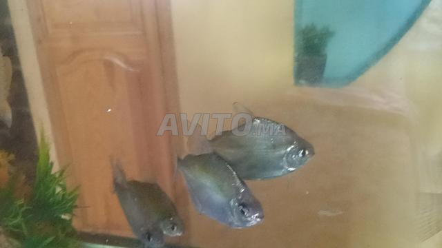 Poisson et aquarium