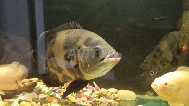 Poisson et aquarium - 2