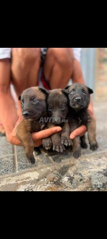 Chien Malinois - 2