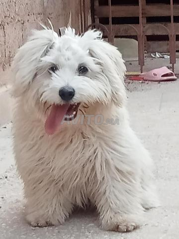 Chienne bichon maltais - 2