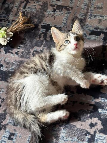 Chaton Norvégien