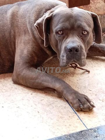 mâle Cane Corso