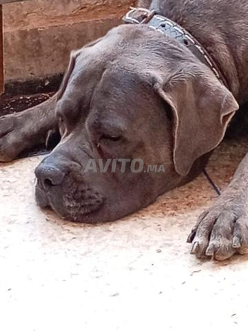 mâle Cane Corso - 2