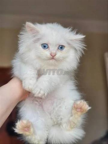 Bébé chat chirazi blanc