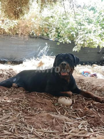 Rottweiler