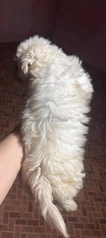 أنثى bichon maltais nain سلالة نقية - 2
