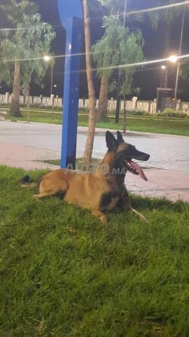 Femelle berger belge  malinois race pure