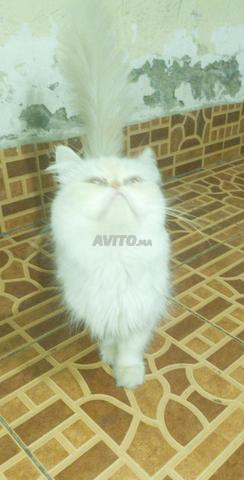 chatte persane - 2