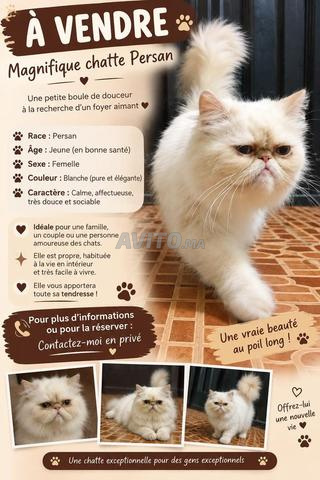 chatte persane