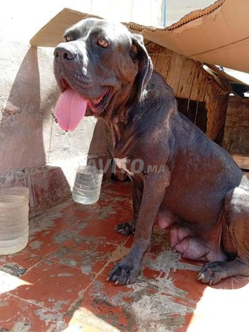 Femelle cane corso magnifique 1an 4 mois