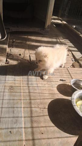 Petits chiots Speedes mâles et femelles