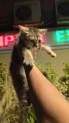 Scottish Fold - 2
