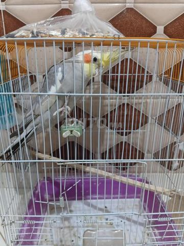Un oisillon de cockatiel - 2