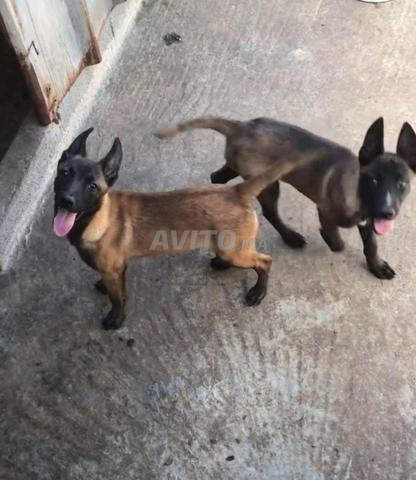Malinois ذكر وأنثى - 2