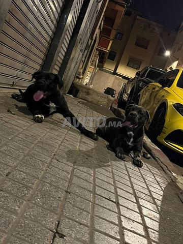 Cane corso - 2