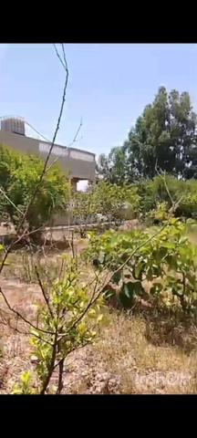 أرض في طور التحفيظ بالمهارزة المناصير - 2